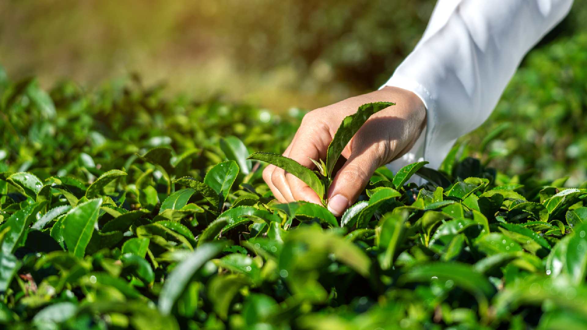Smart Greenhouse Farming for Higher Crop Production